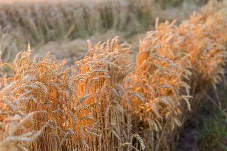 Ripe winter wheat on the field edge against the patch of the lodged wheat at sunset in the back lightの写真素材