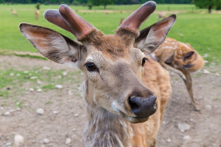 Head of the Sika deer, also known as spotted deer in the antler change season on the deer farm in overcast spring day, close-up in selective focusの写真素材