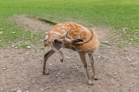 Female of the Sika deer, also known as spotted deer on the deer farm in overcast spring dayの写真素材