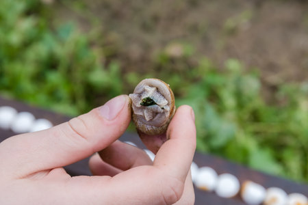 Live edible land snail in a hand  on a blurred background on the snail farmの写真素材