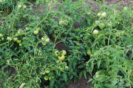 Bushes of the tomato with flowers and unripe fruits on a field in summer morning on a background of a soilの写真素材