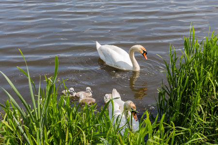Pair of the white mute swans with several swan chicks are floating off the lake shore overgrown with reeds at sunny dayの写真素材