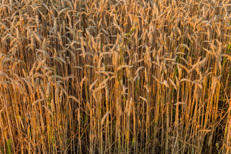 Ripe winter wheat on the edge of field in the evening light at sunsetの写真素材