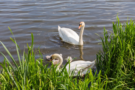 Pair of the white mute swans with several swan chicks are floating off the lake shore overgrown with reeds at sunny dayの写真素材