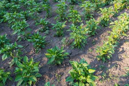 Field of the bell pepper with rows of the young blooming plants with unripe fruits in sunny morning, partly in a shadeの写真素材