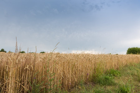 Ripe winter wheat on the field edge in overcast morning against the cloudy skyの写真素材