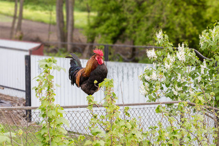 Rooster with red and black plumage stands on the top of metal fence in overcast weatherの写真素材