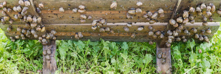 Land snails seated on the underside of the raised wooden shield on snail farm, panoramic viewの写真素材