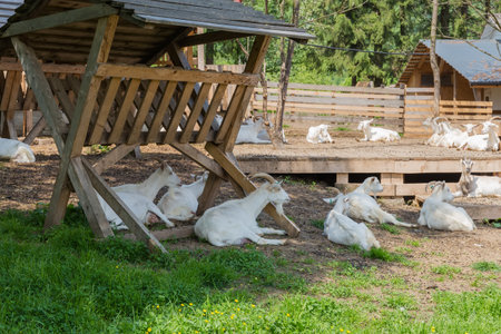 White goats are lying on the wooden dais and on a ground next the hay racks in corral on a farm in sunny dayの写真素材