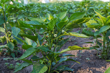 Blooming bush of the bell pepper with young unripe fruits on a field in sunny morning, view partly in a shade from the low point of shootingの写真素材
