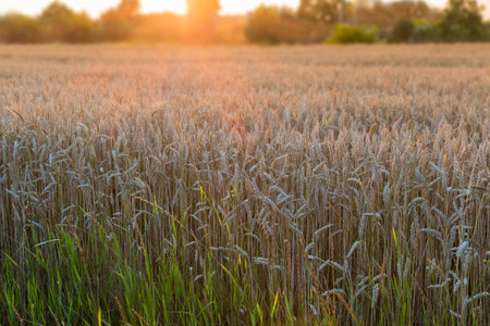 Ripe winter wheat on the field on a blurred background of the trees on a horizon at sunset in the back lightの写真素材