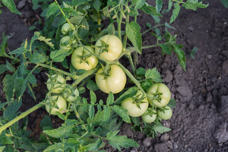 Bush of the tomato with unripe fruits on a field in summer morning, top view on a background of a soilの写真素材