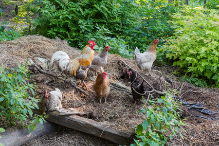 Rooster with yellow and gray plumage and several and variegated hens reared outdoors on the old straw on the farmの写真素材