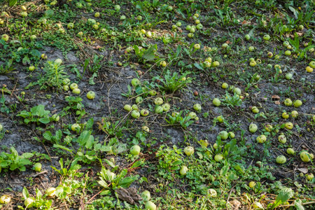 Fallen ripe green and yellow apples, including damaged and partly rotten lie on the ground in summer morningの写真素材