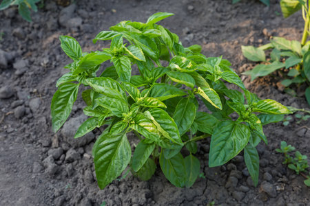 Bush of the green basil on a background of the soil on a field at morning in shadeの写真素材