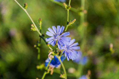 Flowers of the wild common chicory, also known as blue daisy on a stem on a dark blurred background in sunny day, close-up in selective focusの写真素材