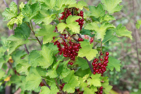 Red currant racemes with ripe berries on the branches outdoors in overcast dayの写真素材