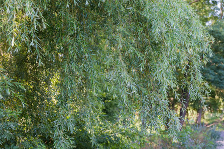 Thin branches of the old willow hanging down on a blurred background of the other treesの写真素材