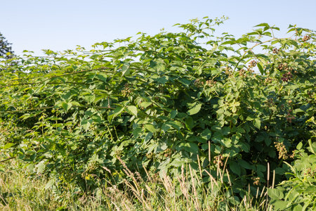 Bushes of the cultivated dewberry with clusters of the unripe berries against the clear sky in summer sunny dayの写真素材