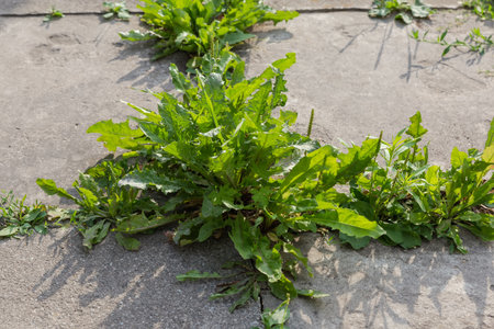 Bushes of the dandelions and other plants growing in the cracks of the concrete patch in sunny evening in the back lightの写真素材
