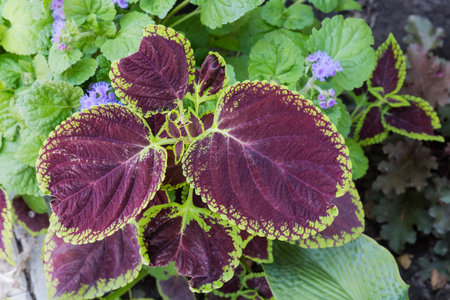 Bush of the cultivated coleus with variegated leaves with maroon center and green margins in overcast weather, top viewの写真素材