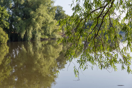 Branches of the old willow hanging down above the calm water surface of the lake on a blurred background of the opposite bankの写真素材