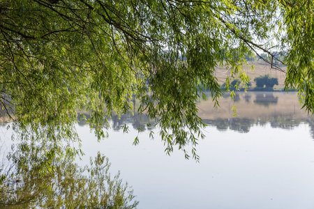 Branches of the old willow hanging down above the calm water surface of the lake on a blurred background of the opposite bankの写真素材