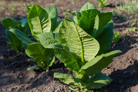 Young stems of the tobacco with big green leaves on a field at sunny morningの写真素材