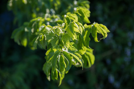 Branch of the Acer negundo, also known as ash-leaved maple on a dark blurred background in sunny day, close-up in selective focusの写真素材