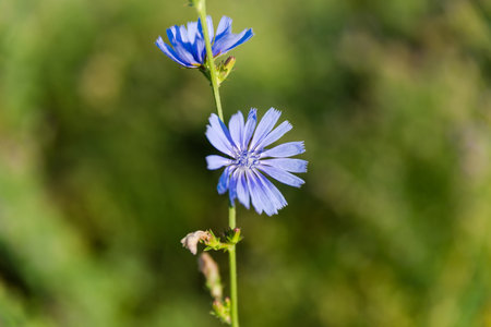 Flowers of the wild common chicory, also known as blue daisy on a stem on a dark blurred background in sunny day, close-up in selective focusの写真素材