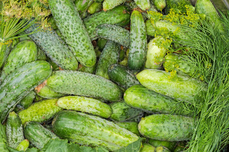 Freshly harvested green cucumbers different sizes and some greens in the big kitchen bowl close-upの写真素材