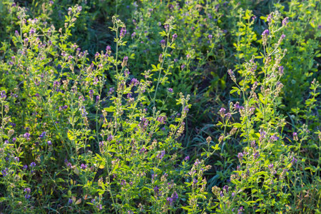 Blooming alfalfa on a field illuminated by the setting sun in summer evening backlitの写真素材
