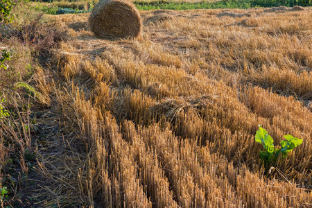 Edge of a wheat field after harvesting covered with stubble with round straw bale on a background at sunny eveningの写真素材