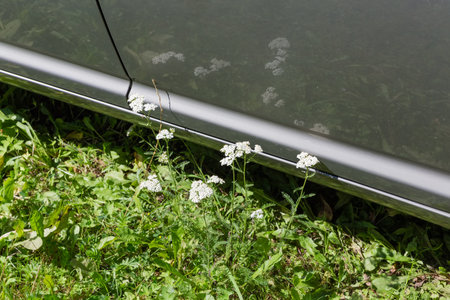 Stems of blooming yarrow and other plants and their reflection in the side part of the gray car in sunny dayの写真素材