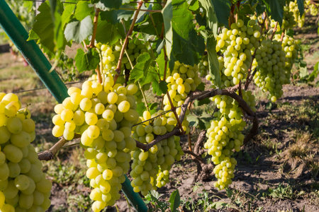 Bunches of the white grape on a vine on the vineyard in sunny morningの写真素材