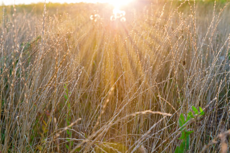 Wild growing grass with ears on high dry stems on a blurred background, backlit close-up in selective focusの写真素材