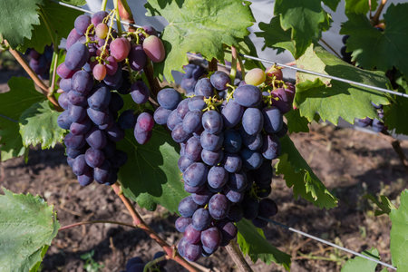 Bunches of the blue grape on a vine on the vineyard in sunny morning close-upの写真素材