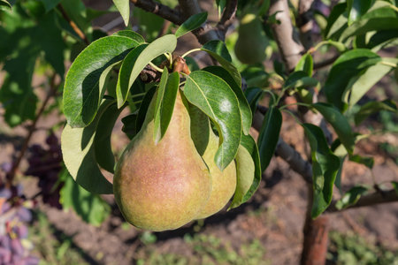 Ripe green pears on a branch of pear tree in an orchard close-up in sunny morningの写真素材