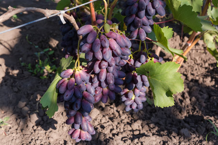 Bunches of the blue grape on a vine on the vineyard in sunny morning close-upの写真素材