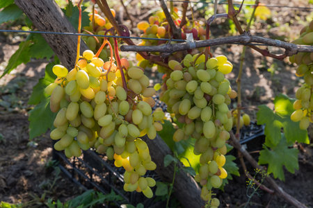 Bunches of the white grape on a vine on the vineyard in sunny morningの写真素材