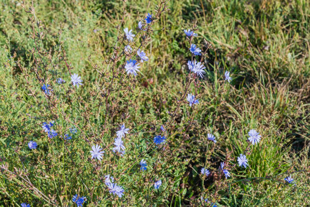 Bush of the wild common chicory, also known as blue daisy with flowers on a meadow in morning lightの写真素材