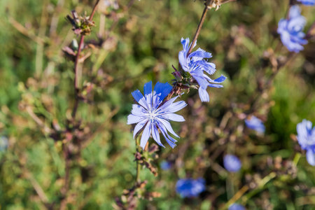 Flowers of the wild common chicory, also known as blue daisy on a stem on a blurred background in morning light, close-up in selective focusの写真素材