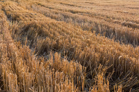 Stubble after the wheat harvesting on the agricultural field at sunny evening, view from low shooting point backlitの写真素材