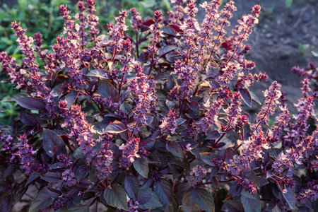 Top of the bush of purple basil with stems with flowers on a field in evening lightの写真素材