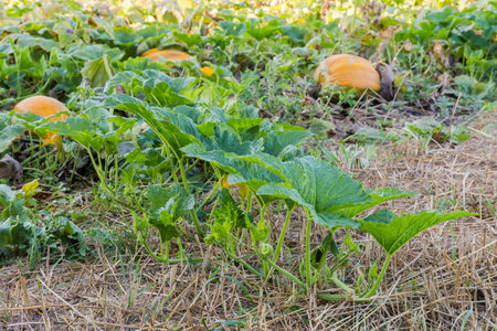 Pumpkin stem with fresh green leaves creeping on the ground on a blurred background of the pumpkin fieldの写真素材