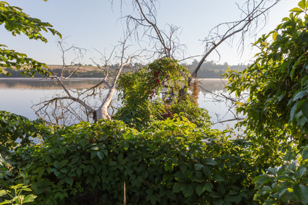 Fallen old dry tree overgrown with ivy lies in water next the pond shore in calm weather in sunny summer morningの写真素材
