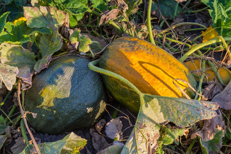 Big ripe yellow and green pumpkins lie among the stems with fresh and dry leaves on a field, top viewの写真素材