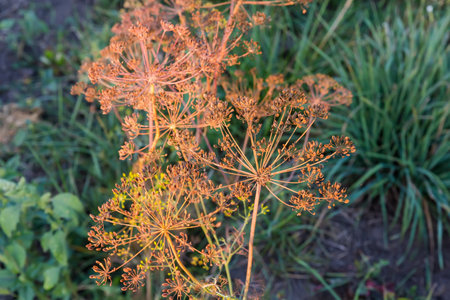 Dry stems of the dill with umbel inflorescences with ripe seeds on a field in evening light on a blurred backgroundの写真素材