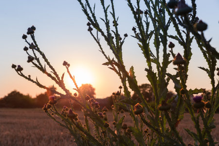 Silhouettes of the stems of blooming Onopordum acanthium, also known as cotton thistle against the field and clear sky with setting sun in summerの写真素材