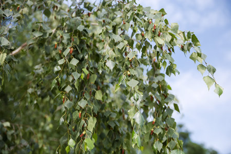Branches of the old birch with green leaves and catkins hanging down, view close-up in selective focus on a blurred backgroundの写真素材